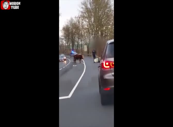 Video :A bull that escaped from a farm is shot dead by German police officials